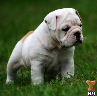 English Bulldog Puppies for Sale