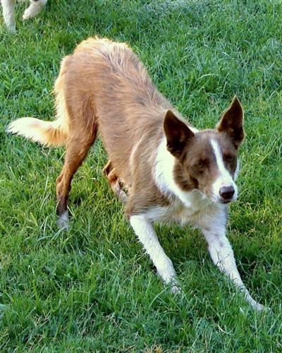 Dogs for Sale in TN