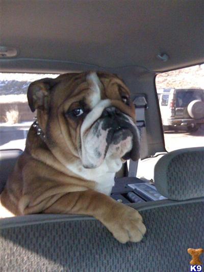 Stud Dog