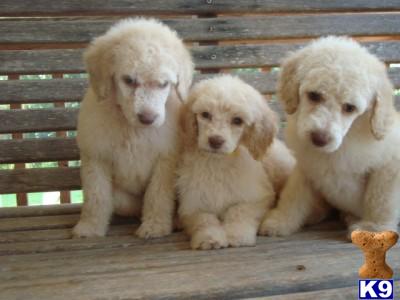 Poodle Puppies for Sale