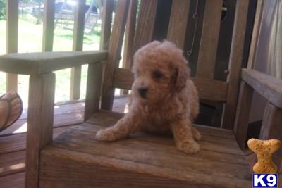 Poodle Puppies for Sale