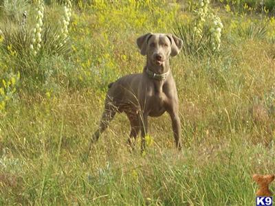 Stud Dogs - Weimaraner