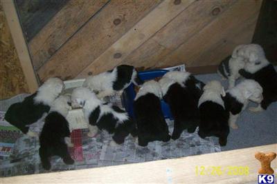 Puppies in ME