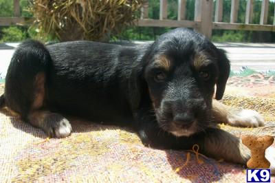 Afghan Hound Puppies for Sale