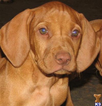 Vizsla Puppies for Sale