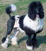 Stud Dogs in OH