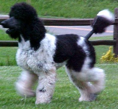 Dogs - Poodle