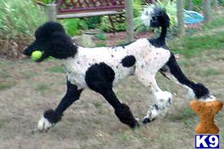 Poodle Puppies for Sale