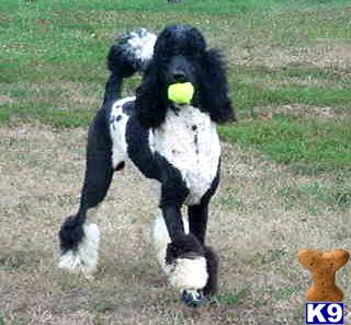 Stud Dogs - Poodle