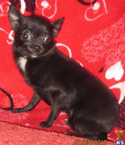 Dogs for Sale in OH