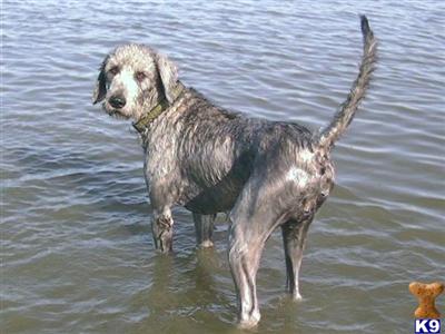 Stud Dogs - Labradoodle