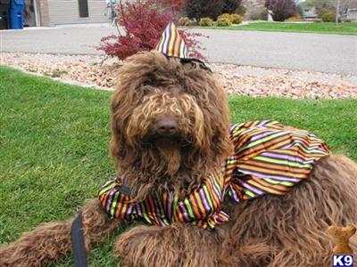 Labradoodle Puppies for Sale