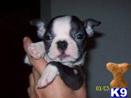 Puppies in OH