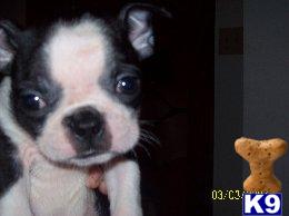 Puppies in OH