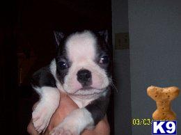 Puppies in OH