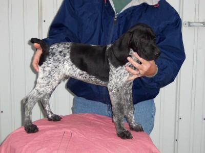 Puppies in Amboy