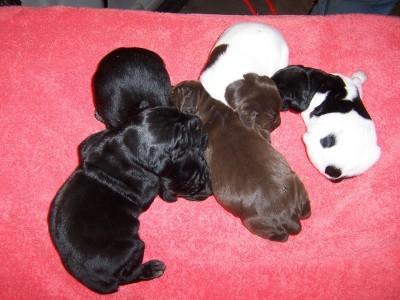Puppies in Amboy