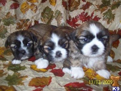 Puppies in SC