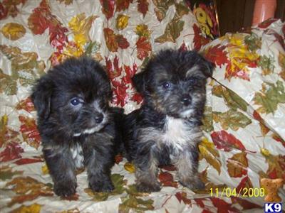 Yorkshire Terrier Puppies for Sale