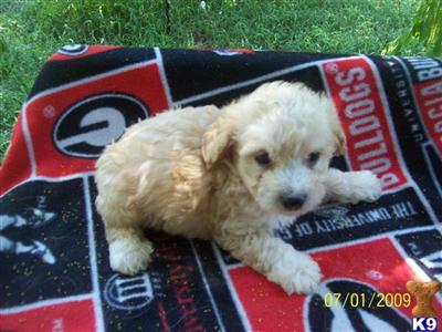 Poodle Puppies for Sale