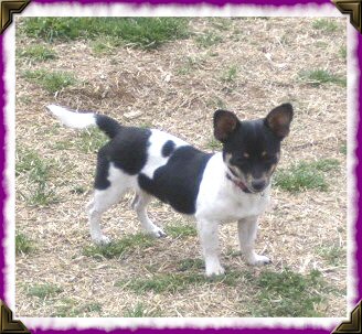 Dogs - Chihuahua
