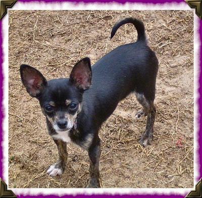 Dogs - Chihuahua