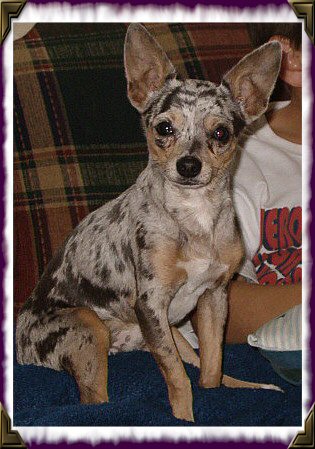 Dogs - Chihuahua