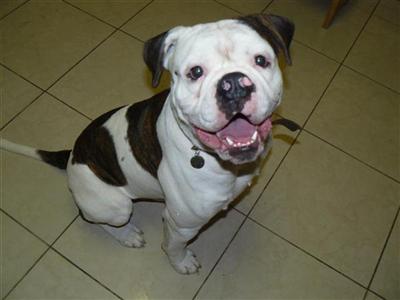 Stud Dogs - American Bulldog