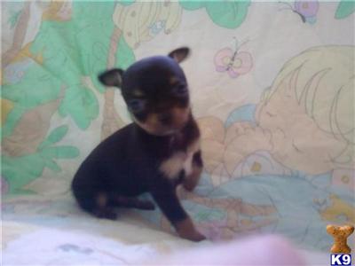 Chihuahua Puppies for Sale