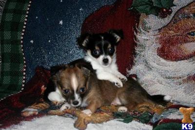 Puppies in KY