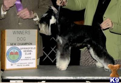 Stud Dogs - Miniature Schnauzer