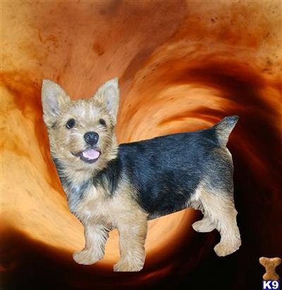Norwich Terrier Puppies for Sale