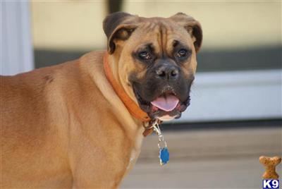 Dogs - Boxer