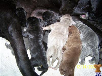 Neapolitan Mastiff Puppies for Sale