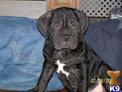 Neapolitan Mastiff Puppies for Sale