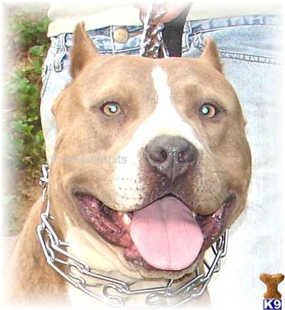 Stud Dogs - American Pit Bull