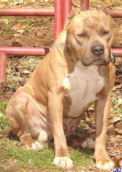 Dogs for Sale in NC