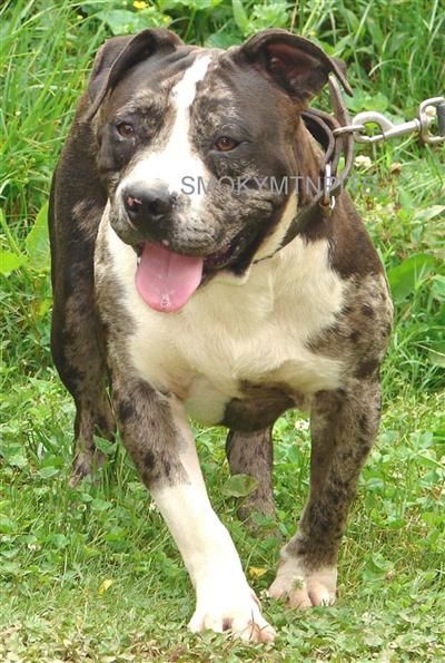 Dogs - American Pit Bull
