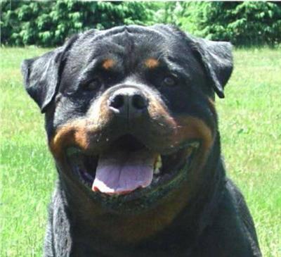 Stud Dogs - Rottweiler
