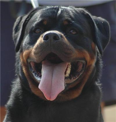 Stud Dogs - Rottweiler