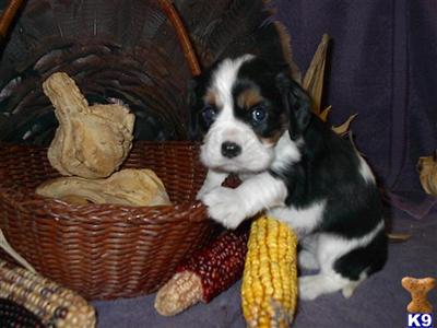 Cavalier King Charles Spaniel Puppies for Sale