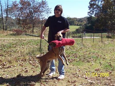 Dogs - Belgian Malinois