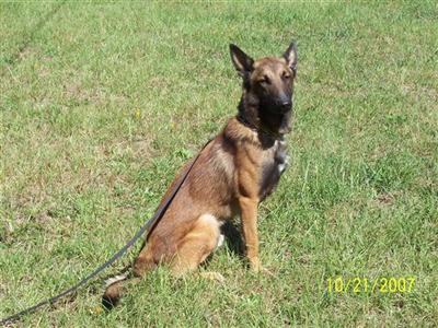 Dogs - Belgian Malinois