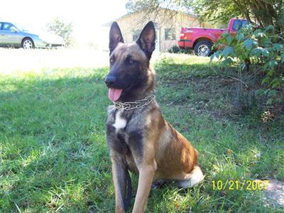 Dogs - Belgian Malinois