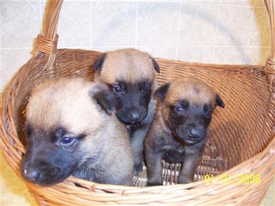 Belgian Malinois Puppies for Sale