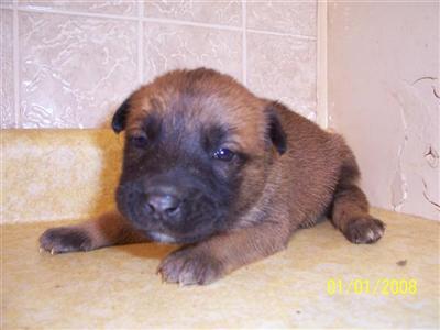 Belgian Malinois Puppies for Sale