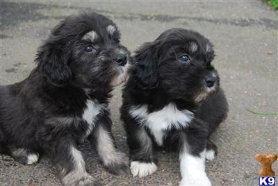 Polish Lowland Sheepdog Puppies for Sale