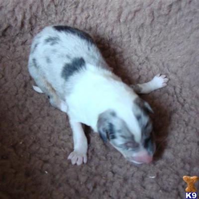 Collie Puppies for Sale