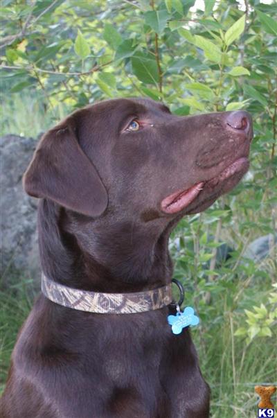 Stud Dogs - Labrador Retriever
