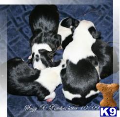 Rat Terrier Puppies for Sale